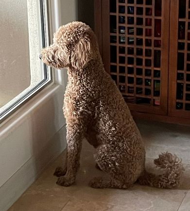 Waiting for dad