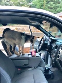 Zoomie like coffee