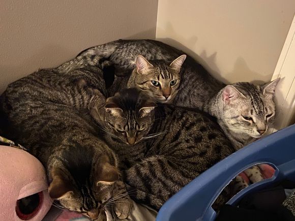There’s a 4 cat pileup in progress.