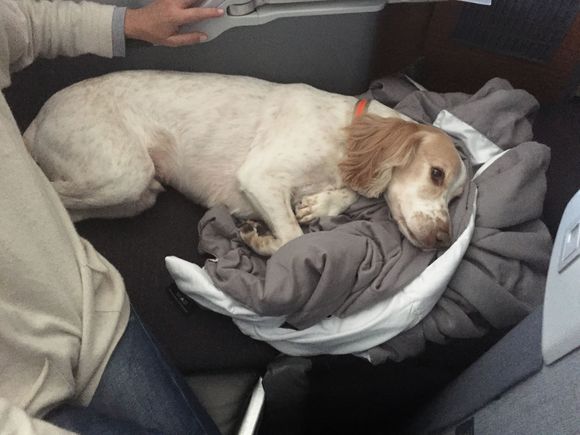 Dog in 3A on LAX-LHR 77W