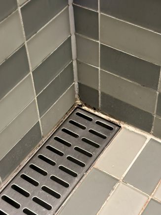 mold