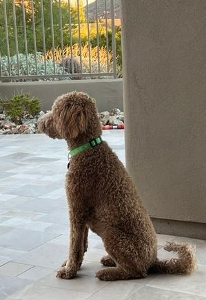 Poppy is guarding the house and keeping her sitter safe while we’re away!