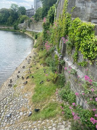 Gorgeous scenery and those pink plants are weeds 