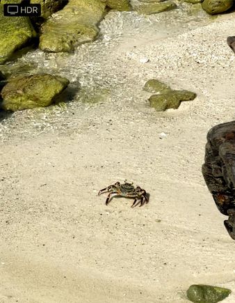 Lots of marine life in and out of the ocean