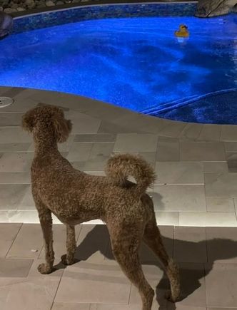 Poppy considering a late night dip with her duck friend. 