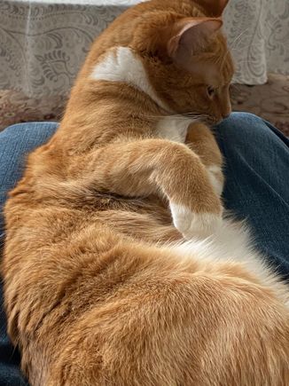 She went on my laps.