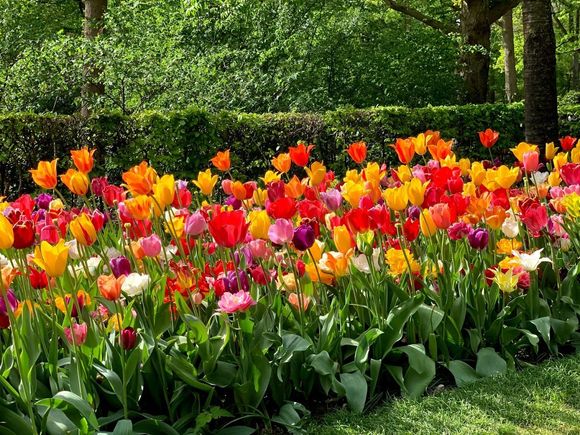 Keukenhof Gardens