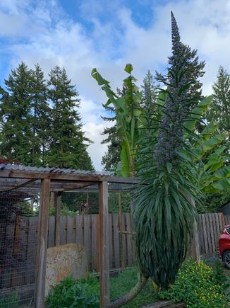 Bananas and an echium. 