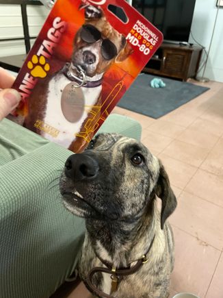 Mad dog “can I eat this?”