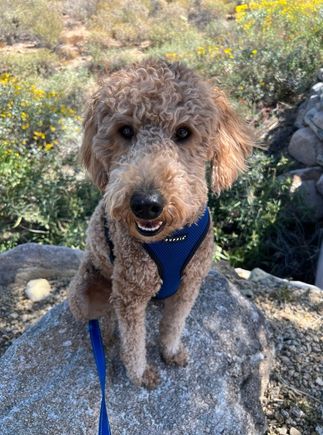 OK , Poppy won’t turn her back on her public!  This is from her morning walk. 