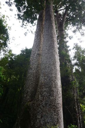 Kauri grove