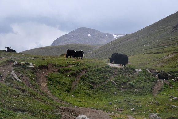 Yaks! 
