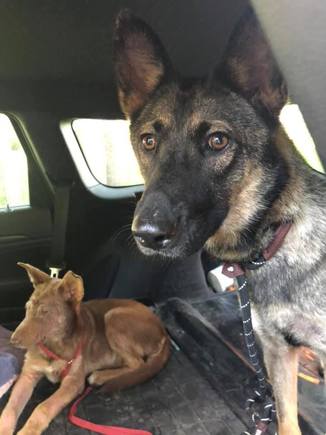 Grace & her puppy Coco, when they were rescued