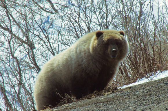 This photo was taken in mid-May along the Park Road in Denali National Park, Alaska. This bear looks great for so early in the season!