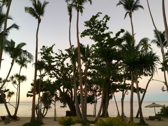 backyard at dusk