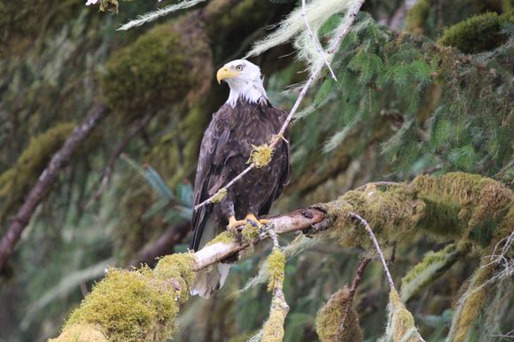 Bald eagle