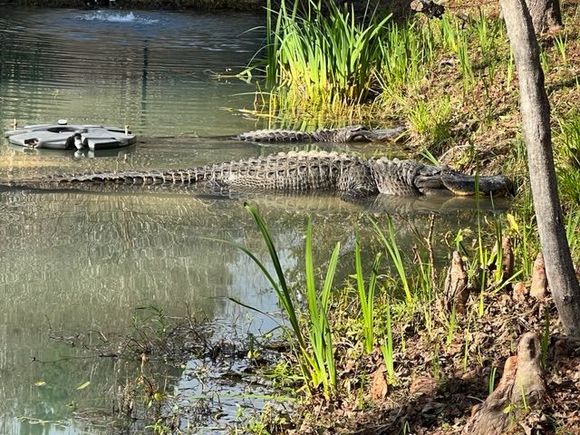 Off-season alligators playing statue at Cypress Gardens. 