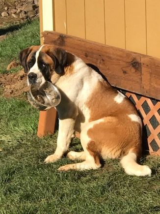 Ginger Rose 130 lbs 7 month old puppy, my ESA.