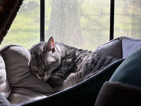 Anpu resting up yesterday for today’s shenanigans.