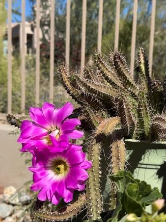Beauty in the heat!