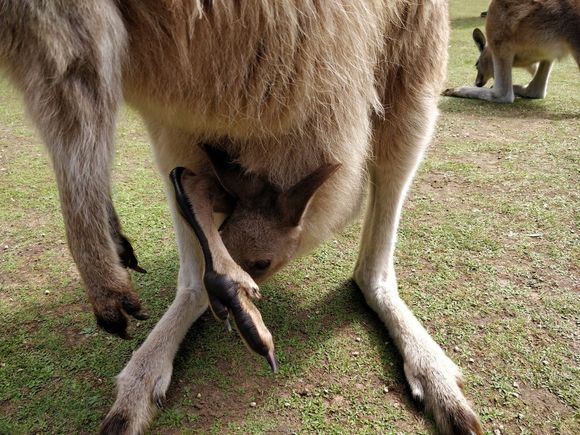 Mama kangaroo is here too !