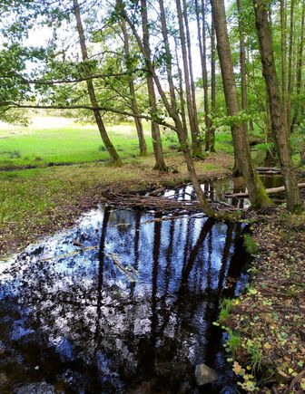 Wetlands beside the trail on Lüneburg Heath 