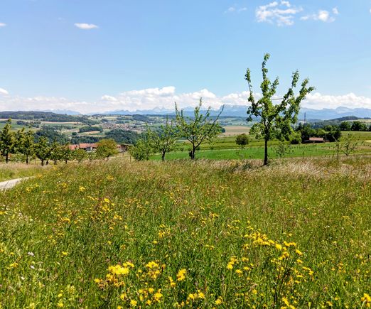 Countryside in canton Vaud with the Alps in the distance 