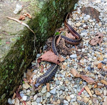 Snakes, bears and other wild animals are regular visitors - if you look you will see that this snake has caught a frog