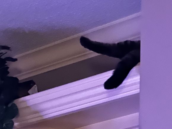 Make sure to store your chicken legs in a safe place.