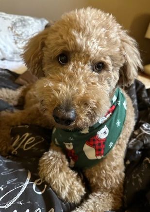 “It’s the most wonderful time of the year!”