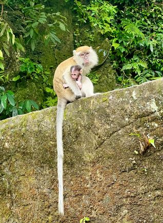 There are loads of monkeys knocking about. Be careful, they love sunglasses!