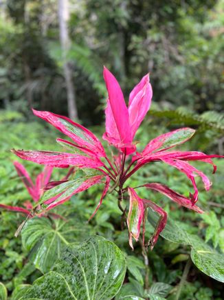 Pretty plants