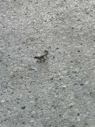 New friend at my hotel