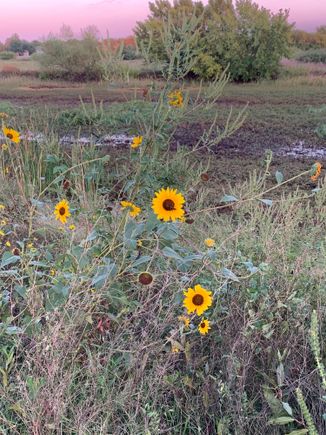 Kansas sunflowers 