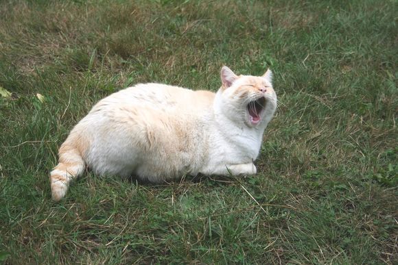 Luka was another rescue from Orcas Animal Protection Society.  He had a funny short kinked tail, and the vet said this was related to a urachal remnant that ultimately led to his death at age 12 from bladder stones.