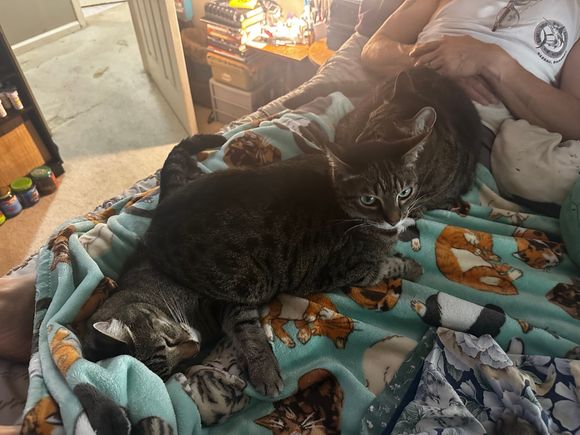 Apollo says George makes a good bed
