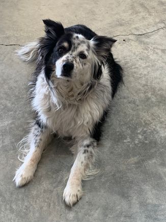 shop dogs