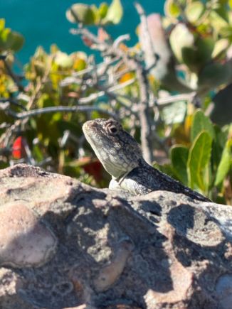 Lizard