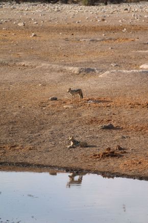 Jackals playfully hunting for birds