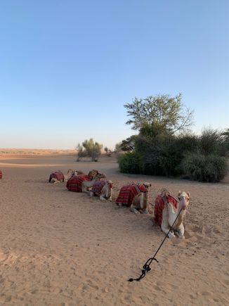 Camel Trek