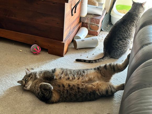 Gaby Baby airing out her bits 