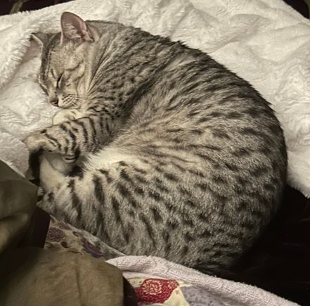 Anpu is currently “protecting” me from the loud noises outside.     At least that’s his claim so I won’t let on that he’s hiding from the other cats.