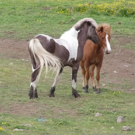 Icelandic horses.
