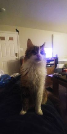 Kat at attention on my lap