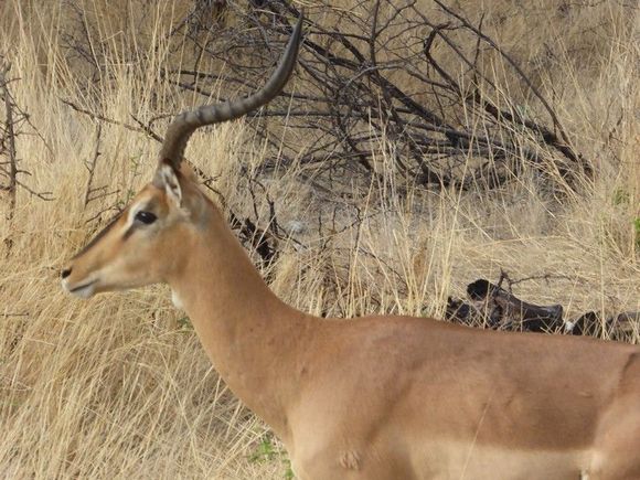 Saw loads of these - Springbok
