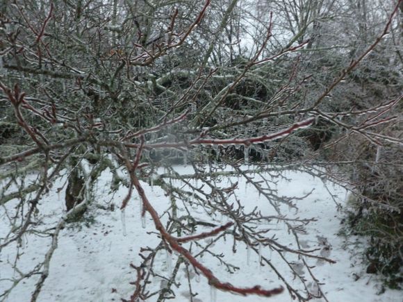 Ice accumulation weighing on an old tree.