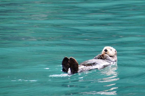 Sea Otter (Resurrection Bay, Alaska)