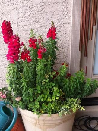 Snapdragons