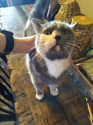 Pretty Kitty