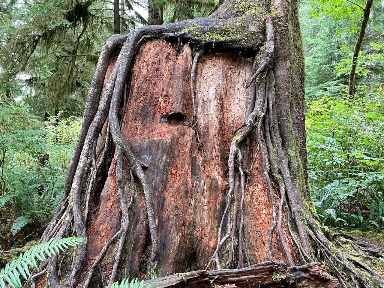 Another tree growing out of the stump of another tree.  We named this the Bob Marley tree because of the dreadlocks.